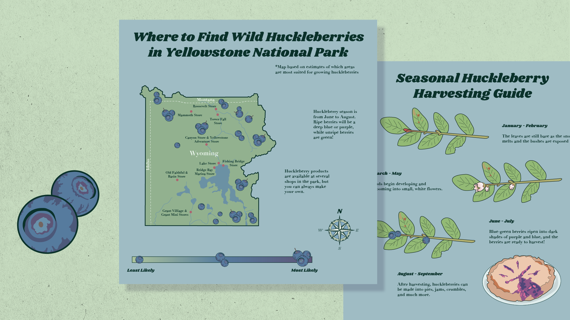 Two hucklberries next to the front and back of a huckleberry foraging guide